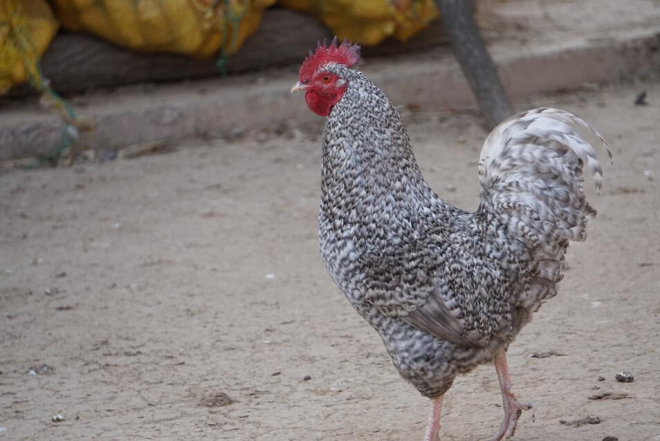 芦花鸡主题餐厅