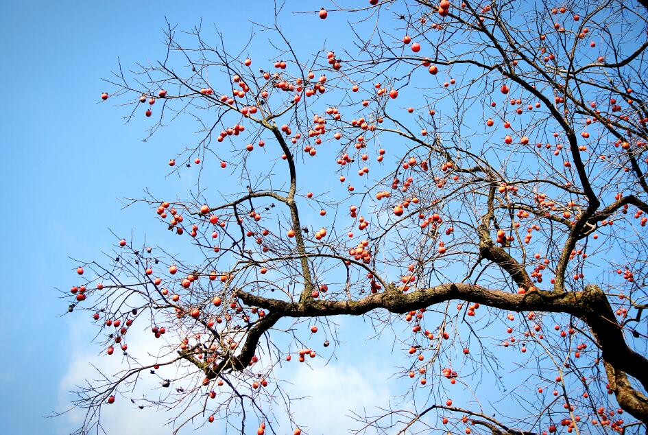 无患子产业化项目