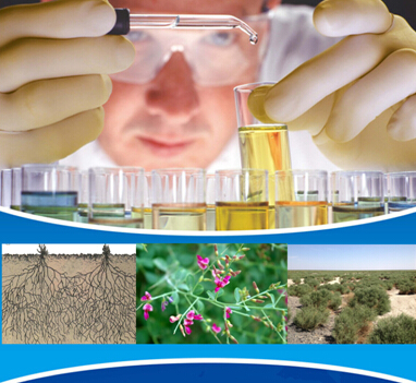 骆驼刺种植提炼生产基地